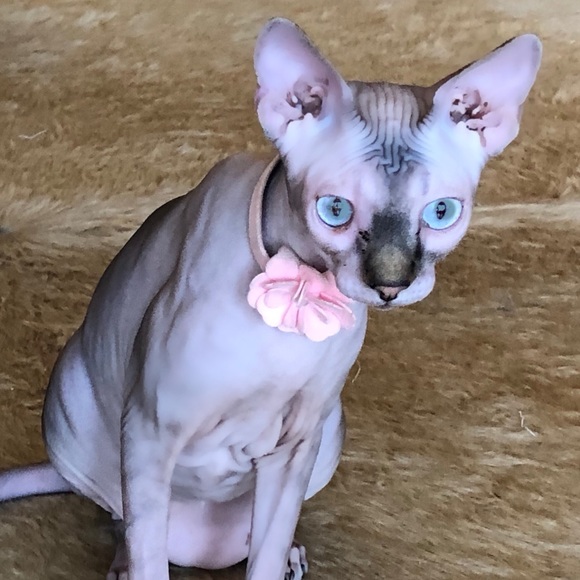 Hi I'm Mere 😊Welcome to my closet !!!! - Picture 4 of 4